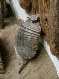 A real armadillo